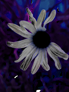 Abstract Neon Dark Daisy
